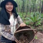 โผล่ดินวันแรก ชาวบ้านแห่เข้าป่าห้วยขาแข้ง หาเห็ดเผาะ ราคาดีกิโล 500 อร่อยกรอบหวาน