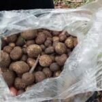 โผล่ดินวันแรก ชาวบ้านแห่เข้าป่าห้วยขาแข้ง หาเห็ดเผาะ ราคาดีกิโล 500 อร่อยกรอบหวาน
