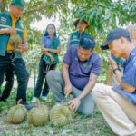 พัฒนาคุณภาพแปลงทุเรียนทองผาภูมิ เสริมความรู้ผ่านโรงเรียนเกษตรกร