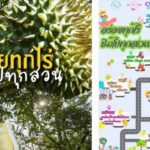 ททท.ตะวันออกเปิดแล้วแจกใหญ่ “อร่อยทุกไร่ชิมไปทุกสวน” พ.ค.-ก.ค.67