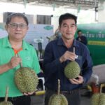 ตลาดไท สานต่อนโยบายภาครัฐ ยกระดับทุเรียนและผลไม้ไทย