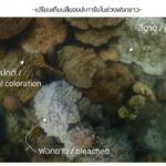 “พัชรวาท" ลุยภูเก็ตรับฟังปัญหาปะการังฟอกขาวหามาตรการรับมือทุกมิติ
