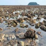 สุดสะพรึง พบปรากฏการณ์ปะการังฟอกขาว ทั่วหาดเกาะลิบง หวั่นกระทบ พะยูน-สิ่งแวดล้อม