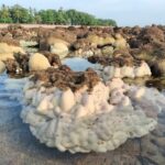 สุดสะพรึง พบปรากฏการณ์ปะการังฟอกขาว ทั่วหาดเกาะลิบง หวั่นกระทบ พะยูน-สิ่งแวดล้อม