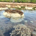สุดสะพรึง พบปรากฏการณ์ปะการังฟอกขาว ทั่วหาดเกาะลิบง หวั่นกระทบ พะยูน-สิ่งแวดล้อม