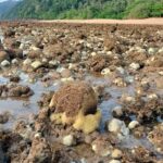 สุดสะพรึง พบปรากฏการณ์ปะการังฟอกขาว ทั่วหาดเกาะลิบง หวั่นกระทบ พะยูน-สิ่งแวดล้อม