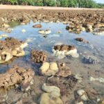 สุดสะพรึง พบปรากฏการณ์ปะการังฟอกขาว ทั่วหาดเกาะลิบง หวั่นกระทบ พะยูน-สิ่งแวดล้อม