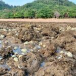 สุดสะพรึง พบปรากฏการณ์ปะการังฟอกขาว ทั่วหาดเกาะลิบง หวั่นกระทบ พะยูน-สิ่งแวดล้อม