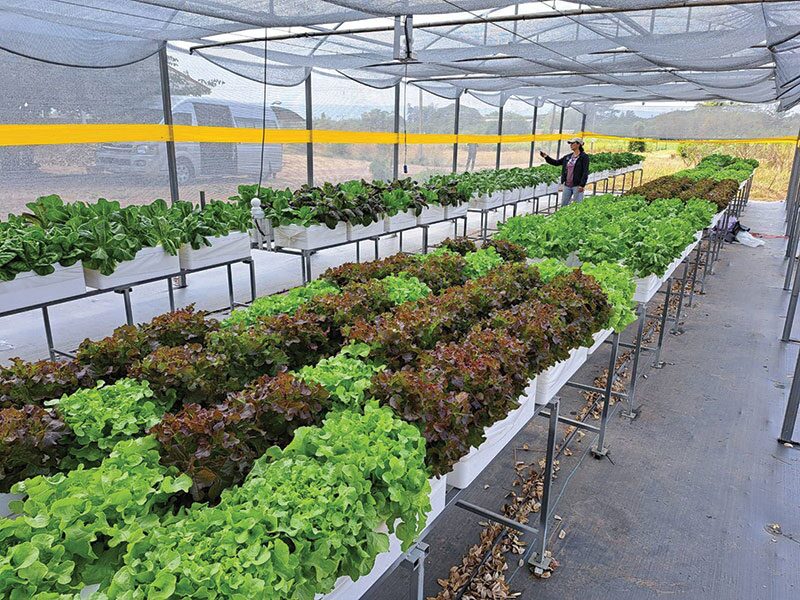 หลาก&หลาย - กรมวิชาการเกษตรโชว์นวัตกรรม โรงเรือนผักอัจฉริยะอย่างง่าย-ไม่ใช้สารเคมี