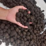 ราคาลดฮวบ "เห็ดถอบ" ล้นตลาด เหลือลิตร 70 บาท เตือนเห็ดถอบมหาศาล เพื่อนบ้าน จ่อทะลักเข้าไทย