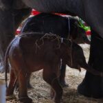 สมเด็จธงชัย มอบสายสิญจน์ ผูกคล้องคอรับขวัญ ลูกช้างแฝด วังช้างแลเพนียด