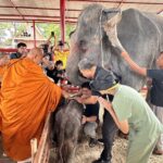 สมเด็จธงชัย มอบสายสิญจน์ ผูกคล้องคอรับขวัญ ลูกช้างแฝด วังช้างแลเพนียด