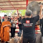 สมเด็จธงชัย มอบสายสิญจน์ ผูกคล้องคอรับขวัญ ลูกช้างแฝด วังช้างแลเพนียด