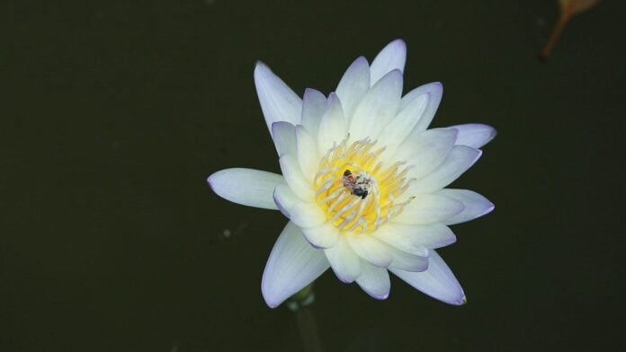 สดจากเยาวชน