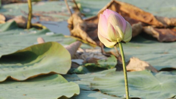 สดจากเยาวชน