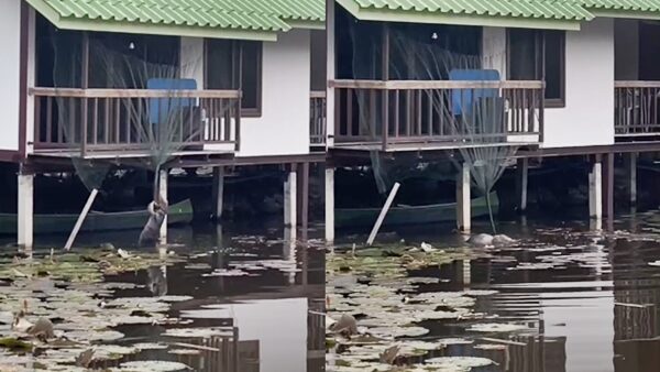 ถามหาเลขที่บ้านให้ควั่ก เจ้าของ เล่านาทีช่วย ตัวเงินตัวทอง ติดตาข่ายกันนก มันเป็นสิ่งมีชีวิตเหมือนกัน เคยเจอตัวใหญ่กว่านี้ เผยบ้านเลขที่ออกหวยบ่อย ถูกหลายรางวัล