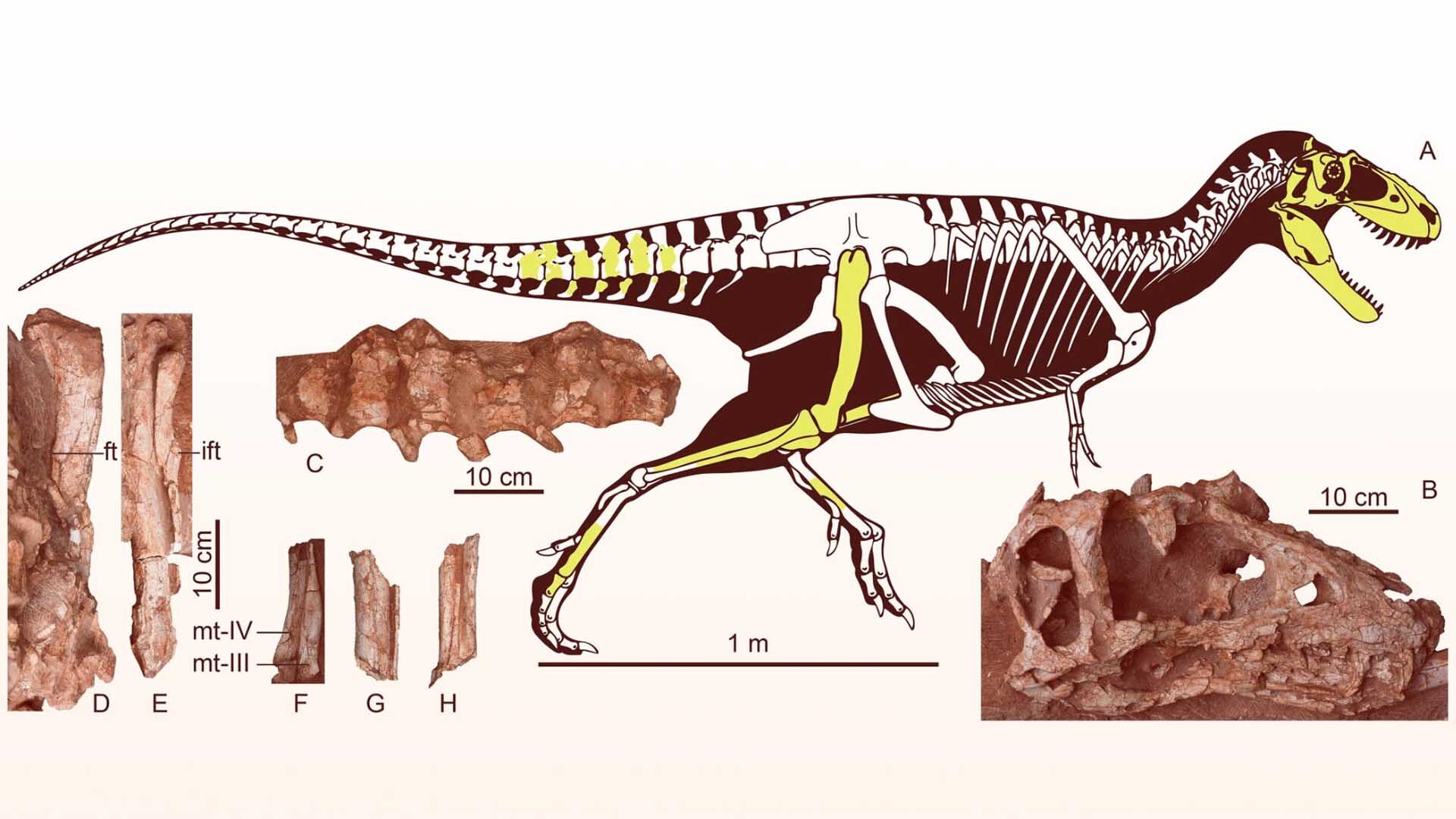 ค้นพบ “เอเชียไทแรนนัส สวี” ไทแรนโนซอรัสสายพันธุ์ใหม่-มีชีวิตราว 72 ล้าน ...