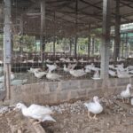 ศรีสะเกษ เกษตรกรยุคใหม่ เพาะพันธุ์เป็ดบาบารี่-วางระบบฟักไข่ ส่งขายรายได้หลักแสนต่อเดือน