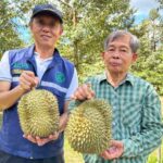 มกอช. ขานรับ 'รมว.เกษตรฯ' ลุยสวน ผลิตทุเรียนคุณภาพเพื่อส่งออก ผู้ประกอบการตอบรับ