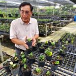 เจ้าพ่อไม้ใบเศร้า ถูกโจรมือดี บุกสวน ขโมยต้นไม้ชนิดพิเศษ เสียหายหลายล้าน วอนตร.เร่งจับคนร้าย