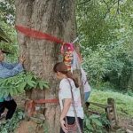 ถูกรางวัลแล้วหลายแสน คอหวย แห่ขอโชคลาภ ต้นพิกุลทองยักษ์ ไม้มงคลอายุเกิน 100 ปี 