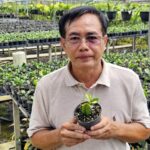 เจ้าพ่อไม้ใบเศร้า ถูกโจรมือดี บุกสวน ขโมยต้นไม้ชนิดพิเศษ เสียหายหลายล้าน วอนตร.เร่งจับคนร้าย