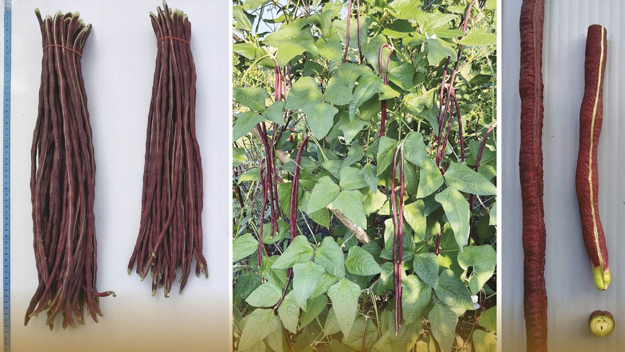 หลาก&หลาย - ปังมาก!ถั่วฝักยาวสีม่วงพันธุ์ใหม่ เอาใจสายสุขภาพชูจุดเด่นสารแอนโทไซยานิน
