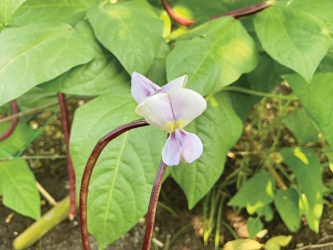 หลาก&หลาย - ปังมาก!ถั่วฝักยาวสีม่วงพันธุ์ใหม่ เอาใจสายสุขภาพชูจุดเด่นสารแอนโทไซยานิน
