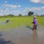 กรมควบคุมโรค เตือนฤดูฝน เสี่ยงติดเชื้อโรคไข้ฉี่หนูสูง ครึ่งปีป่วย 1,500 ราย ตาย 17 คน แนวโน้มเพิ่มขึ้น