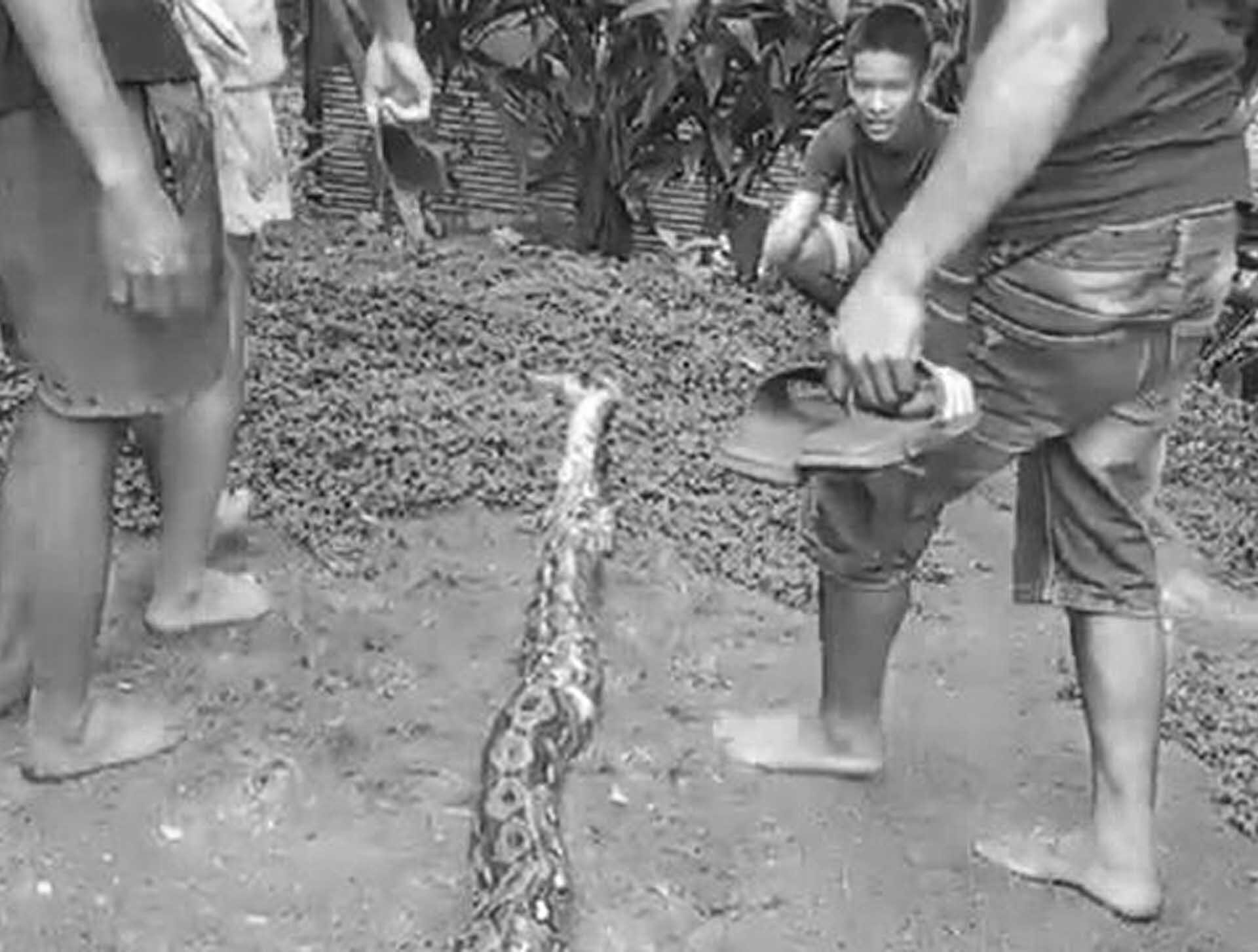 สาวอินโดฯ สุดช็อก! แม่ออกไปทำไร่ก่อนหายปริศนา เจออีกทีถูก “งูเหลือม” เขมือบ