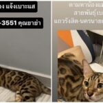 เฌอเบลล์ ตั้งรางวัลหมื่นบาท ตามหาแมวหาย วอนอย่าหาบอกว่า "ถูกกินไปแล้ว"