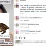 เฌอเบลล์ ตั้งรางวัลหมื่นบาท ตามหาแมวหาย วอนอย่าหาบอกว่า "ถูกกินไปแล้ว"