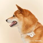RAVIPA เปิดตัว Hug & Paws Lucky Charm เครื่องรางปกป้องดูแลสัตว์เลี้ยงแสนรัก 