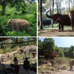 4 ปางช้างไทย ชนะใจนักท่องเที่ยวทั่วโลก