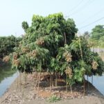 กรมส่งเสริมการเกษตร ดัน ลำไยสู่แปลงใหญ่เกษตรมูลค่าสูง