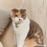 RAVIPA เปิดตัว Hug & Paws Lucky Charm เครื่องรางปกป้องดูแลสัตว์เลี้ยงแสนรัก 