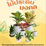 เกษตรกร อ.แสวงหา รวมกลุ่มเป็นแปลงใหญ่ ปลูกไม้มงคล