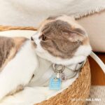 RAVIPA เปิดตัว Hug & Paws Lucky Charm เครื่องรางปกป้องดูแลสัตว์เลี้ยงแสนรัก 