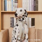 RAVIPA เปิดตัว Hug & Paws Lucky Charm เครื่องรางปกป้องดูแลสัตว์เลี้ยงแสนรัก 