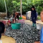 ขาดทุนยับ ผู้เลี้ยงกุ้งน้ำตาตก ปล่อยกุ้ง 5 แสนตัว จับได้ปลาหมอคางดำ 3 ตัน ไม่เชื่อ1เดือนคุมได้หมด