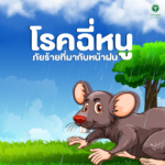 กรมควบคุมโรค เตือนฤดูฝน เสี่ยงติดเชื้อโรคไข้ฉี่หนูสูง ครึ่งปีป่วย 1,500 ราย ตาย 17 คน แนวโน้มเพิ่มขึ้น