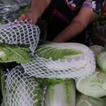 ผักชี-ต้นหอม ราคาพุ่งสูง เหตุน้ำท่วมภาคเหนือ แปลงผักจมเสียหาย ยันไม่เกี่ยวช่วงกินเจ