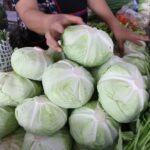 ผักชี-ต้นหอม ราคาพุ่งสูง เหตุน้ำท่วมภาคเหนือ แปลงผักจมเสียหาย ยันไม่เกี่ยวช่วงกินเจ