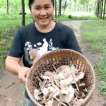 ฤดูกาลมาถึงแล้ว พิซซ่าหน้าเห็ดโคน ของเด็ดของดี อ.คีรีมาศ มีให้กินปีละ1ครั้ง