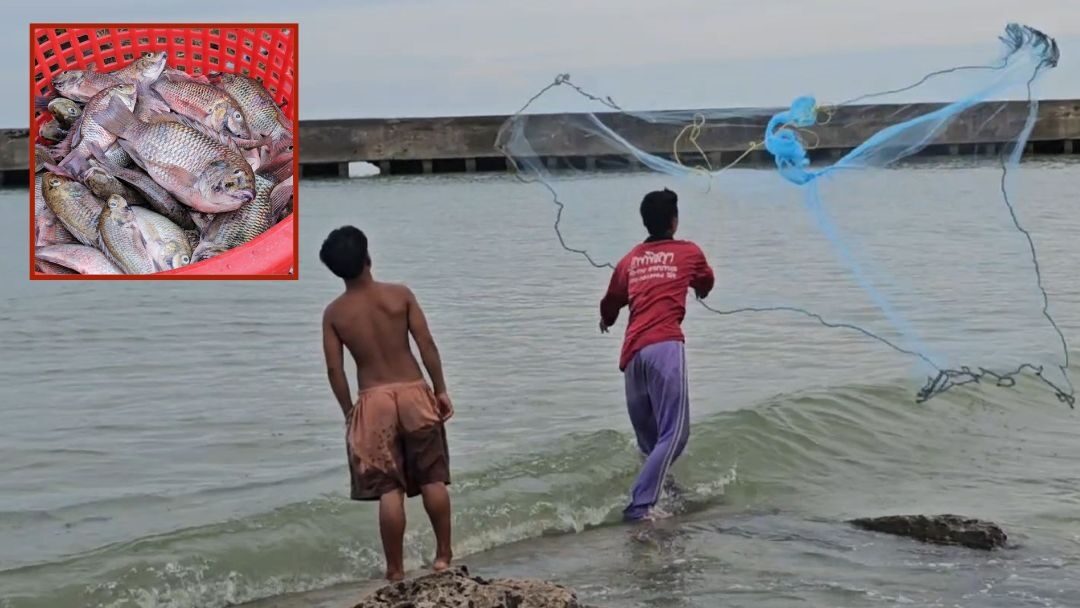 .ชาวบ้าน แห่จับปลาหมอคางดำขาย สร้างรายได้ดี มีออเดอร์ กยท. รับซื้อเพิ่มอีก 18.5 ตัน.