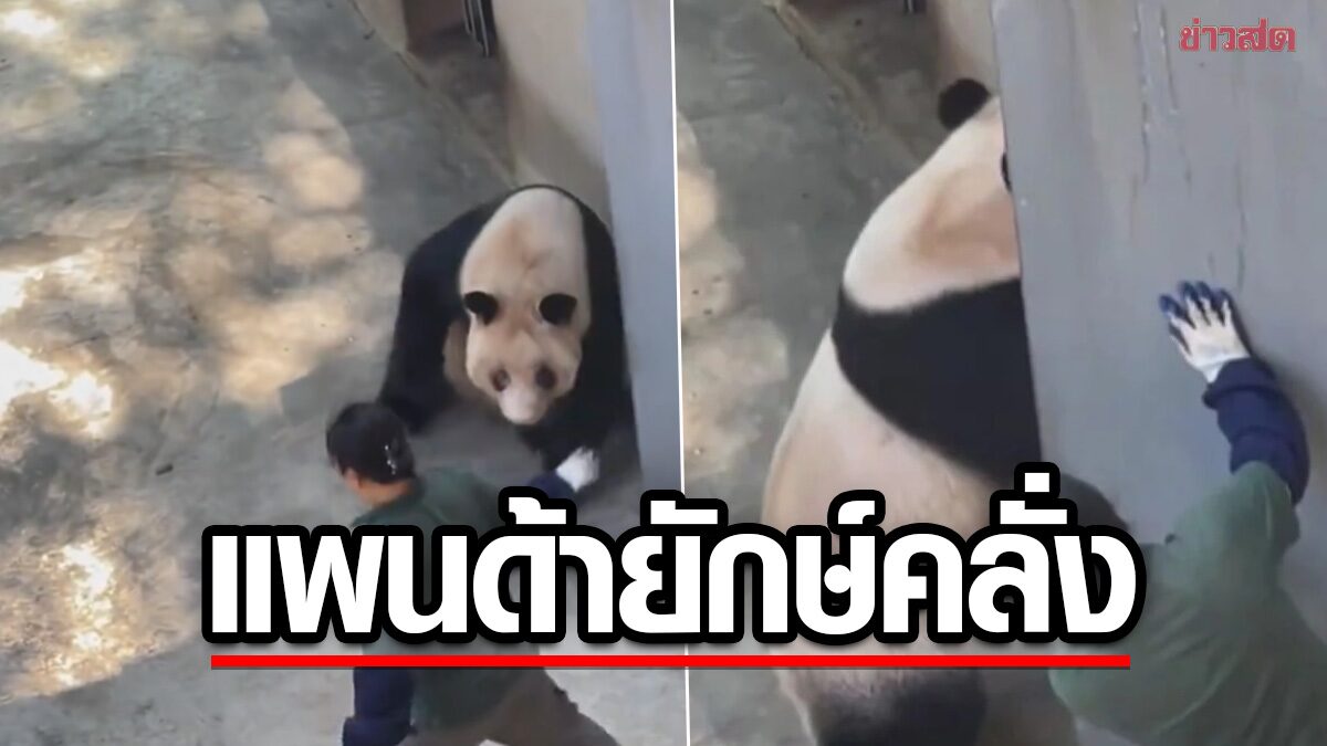 Panda Pandemonium: Zookeeper Recounts Terrifying Moment a Giant Panda Turned on Him in Front of Shocked Tourists - News Directory 3