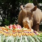 ร่วมอนุรักษ์แรด 'วันแรดโลก' จัดเต็มให้ แรดขาว ตะลุยบุฟเฟต์ผักผลไม้ ร่วมปลุกจิตสำนึกก่อนสูญพันธุ์
