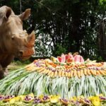 ร่วมอนุรักษ์แรด 'วันแรดโลก' จัดเต็มให้ แรดขาว ตะลุยบุฟเฟต์ผักผลไม้ ร่วมปลุกจิตสำนึกก่อนสูญพันธุ์