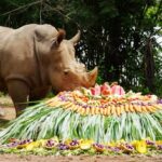ร่วมอนุรักษ์แรด 'วันแรดโลก' จัดเต็มให้ แรดขาว ตะลุยบุฟเฟต์ผักผลไม้ ร่วมปลุกจิตสำนึกก่อนสูญพันธุ์