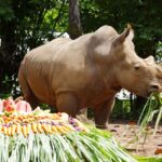 ร่วมอนุรักษ์แรด 'วันแรดโลก' จัดเต็มให้ แรดขาว ตะลุยบุฟเฟต์ผักผลไม้ ร่วมปลุกจิตสำนึกก่อนสูญพันธุ์